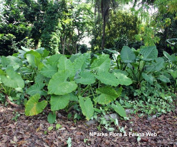 Alocasia odora Pauline Tay