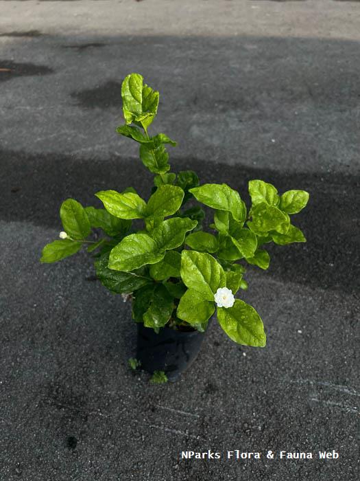 Jasminum sambac Chinese Emperor