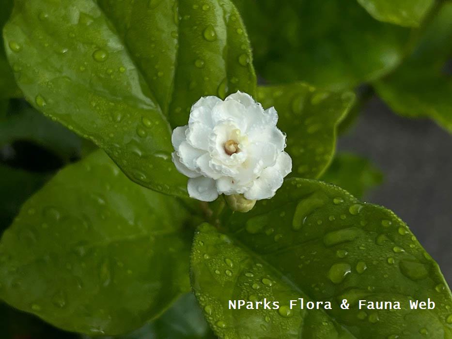 Jasminum sambac Chinese Emperor