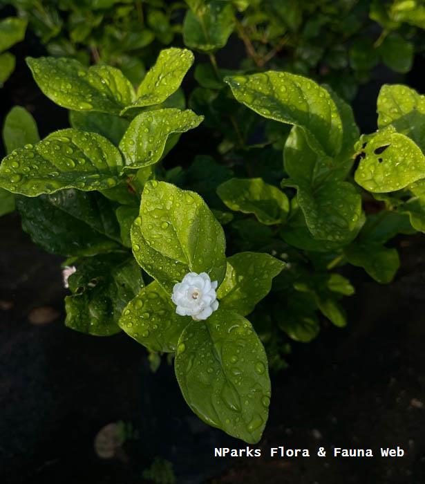 Jasminum sambac Chinese Emperor