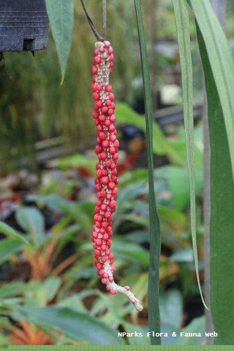 Anthurium vittariifolium