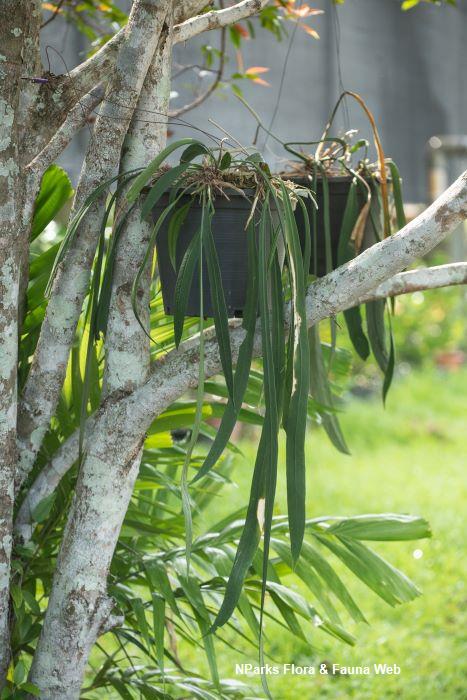 Anthurium vittariifolium