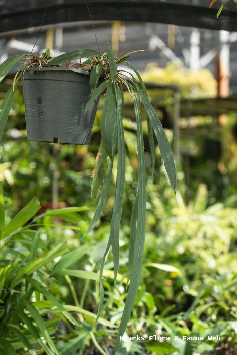 Anthurium vittariifolium