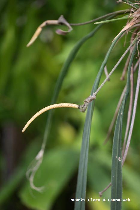 Anthurium vittariifolium