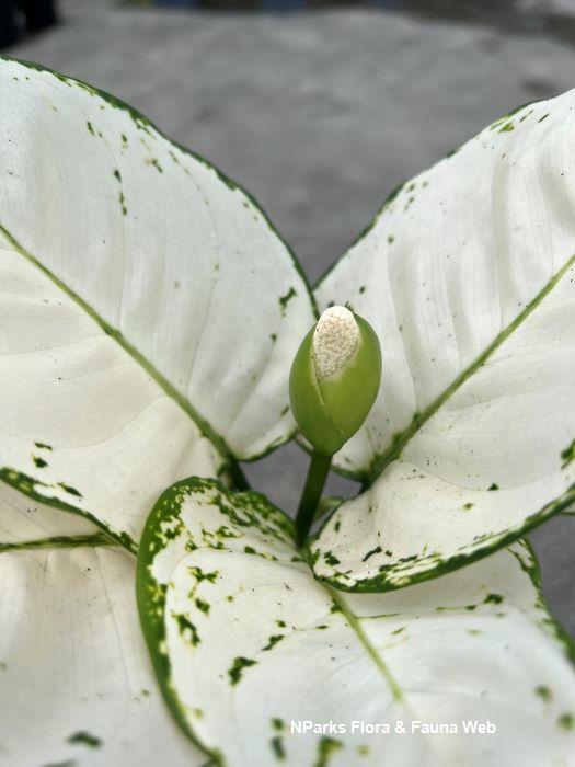 NParks Aglaonema 'White Joy'