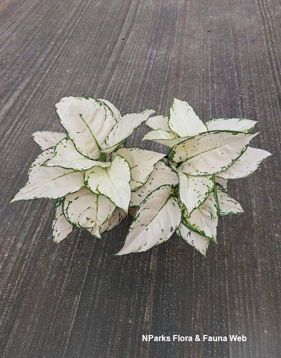 Aglaonema commutatum White Joy