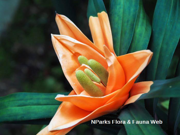 Freycinetia cultivar