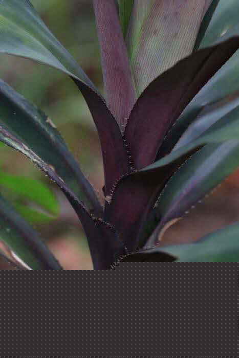 Freycinetia cultivar