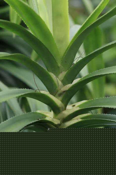 Freycinetia cultivar