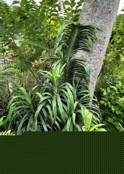 Freycinetia cultivar