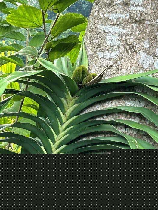 Freycinetia cultivar