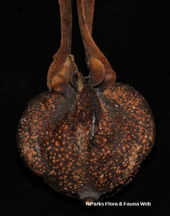 Dipterocarpus cornutus