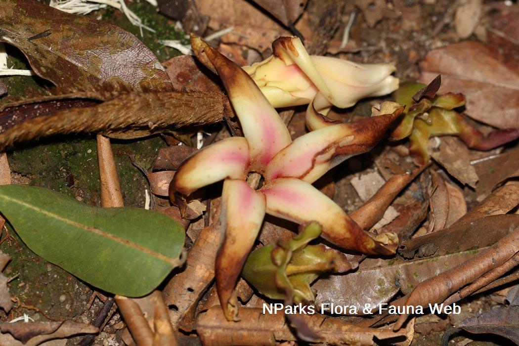 Dipterocarpus cornutus