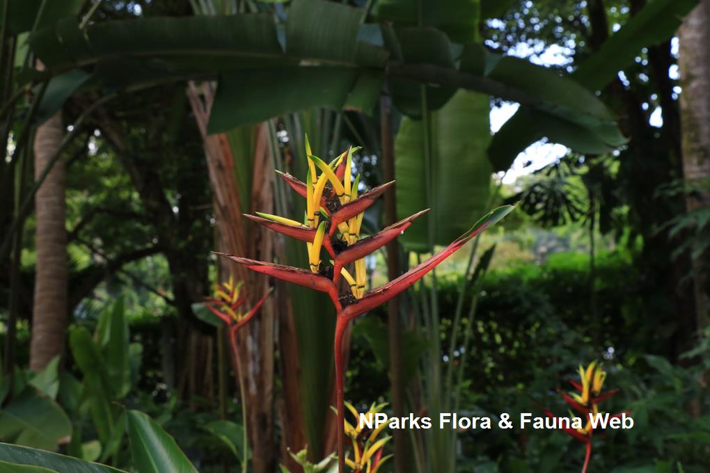 Heliconia mathiasae_Low Wei Teng
