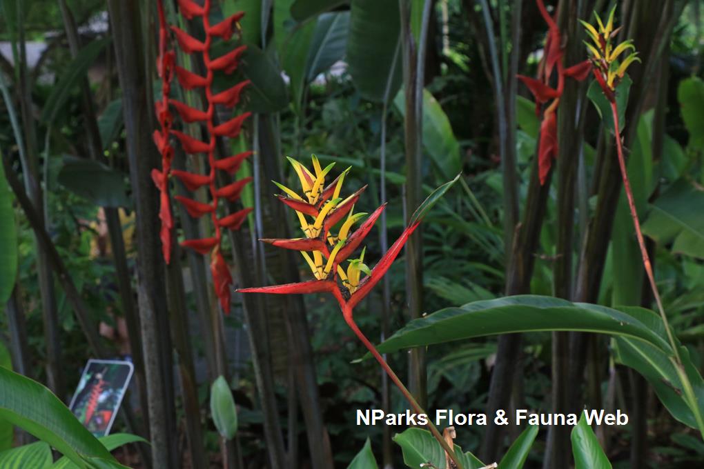 Heliconia mathiasae_Low Wei Teng