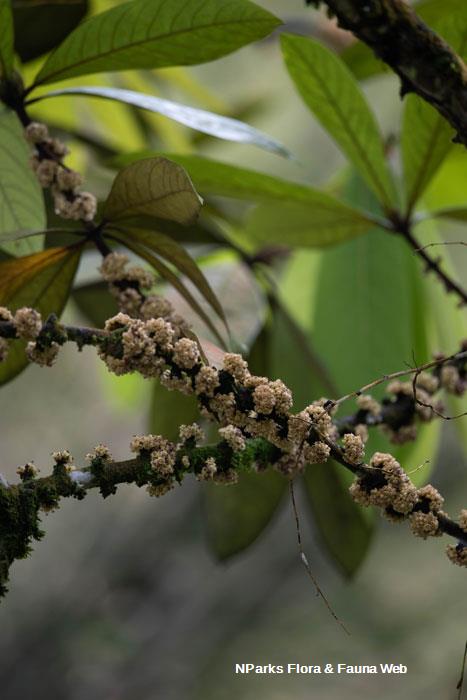 Actinodaphne sesquipedalis