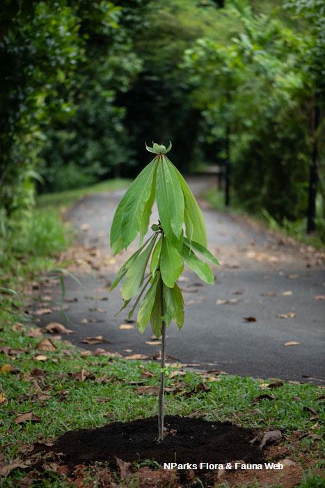 Actinodaphne sesquipedalis