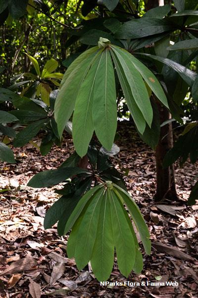 Actinodaphne sesquipedalis