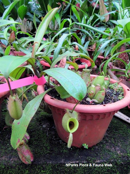 Nepenthes_ampularia_Vicky_Lim_Yen_Ngoh_1r