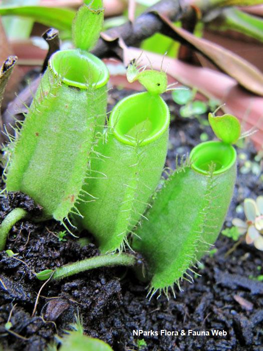 Nepenthes_ampularia_Vicky_Lim_Yen_Ngoh_2r
