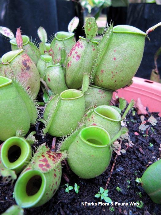 Nepenthes_ampularia_Vicky_Lim_Yen_Ngoh_3r