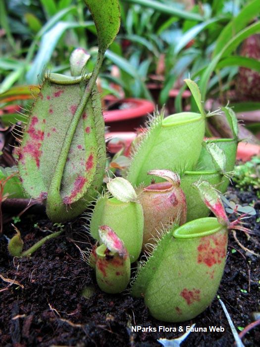 Nepenthes_ampularia_Vicky_Lim_Yen_Ngoh_4r