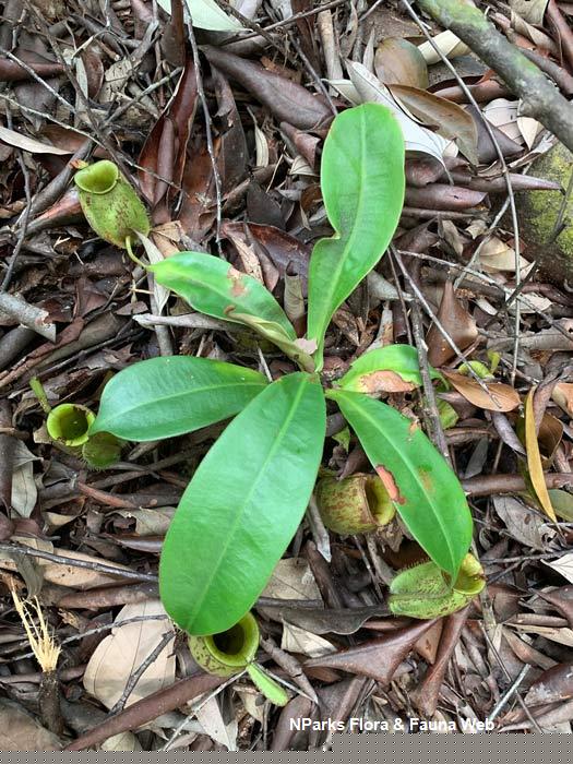 Nepenthes_ampularia_Vicky_Lim_Yen_Ngoh_5r