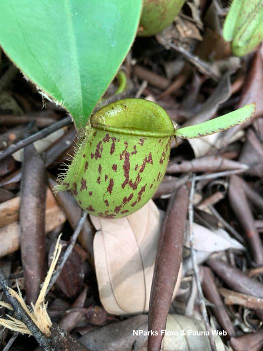 Nepenthes_ampularia_Vicky_Lim_Yen_Ngoh_6r
