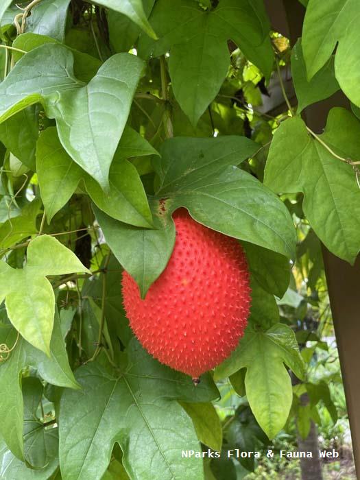 Momordica cochinchinensis