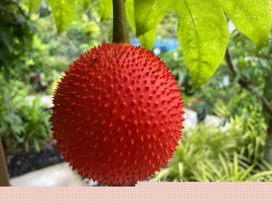 Momordica cochinchinensis