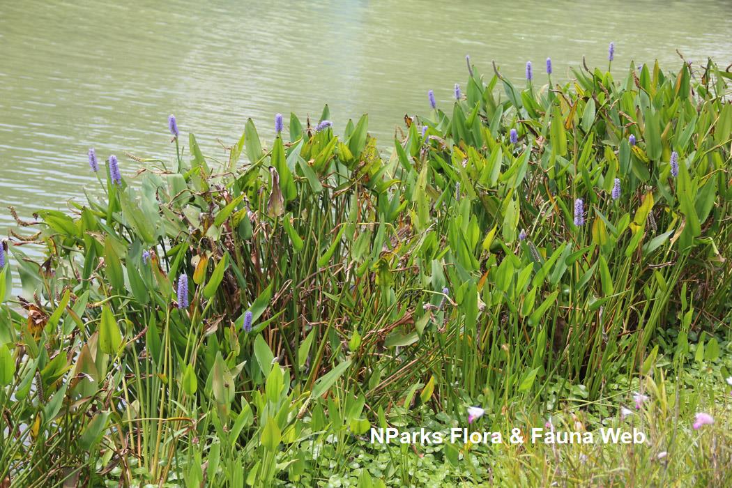 Pontederia cordata_Jennie Tang_1rs