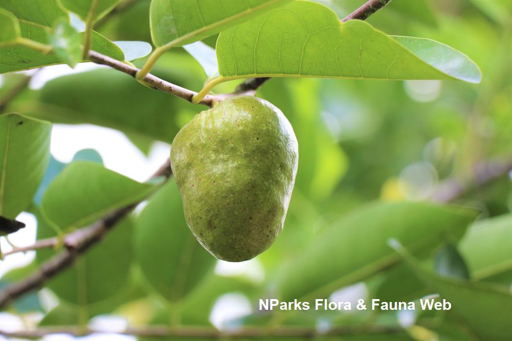 NParks | Annona glabra