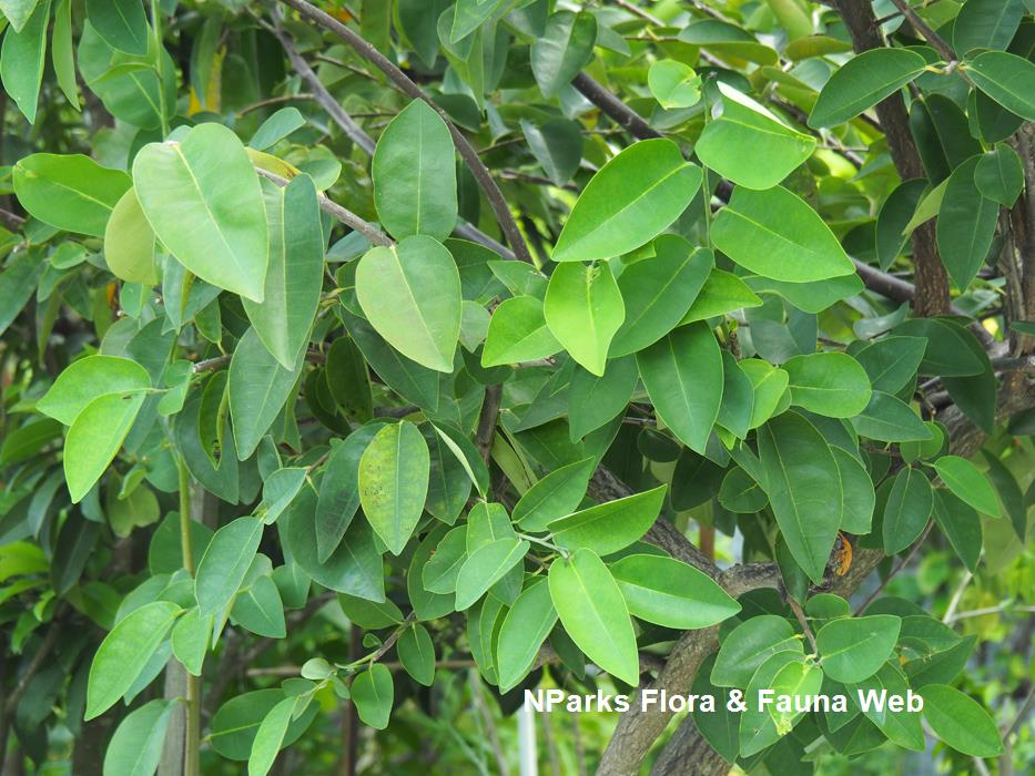 NParks | Annona glabra