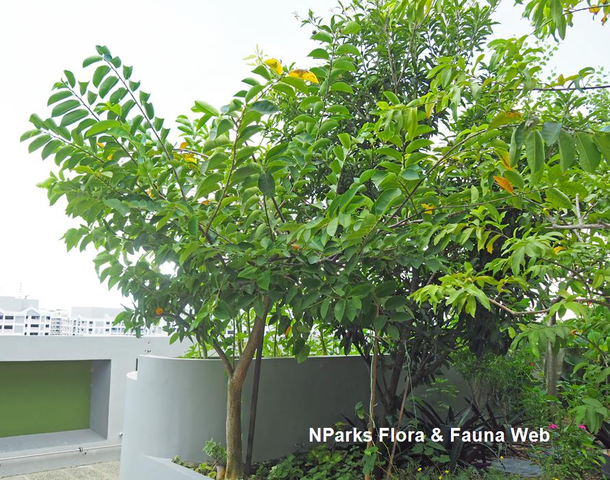 NParks | Annona glabra