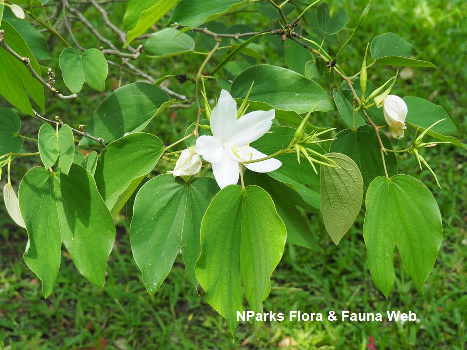 Bauhinia acuminata