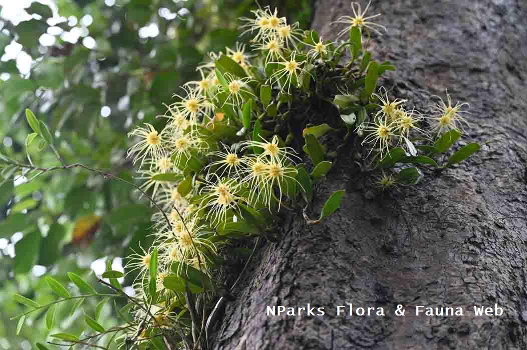 Bulbophyllum vaginatum