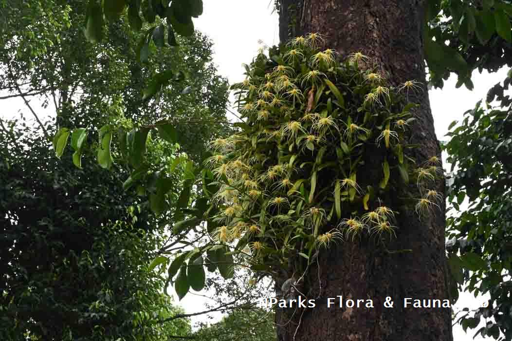 Bulbophyllum vaginatum