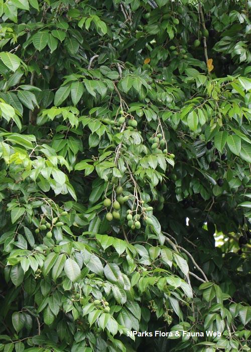 Canarium vulgare