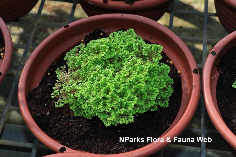 Selaginella kraussiana 'Brownii'