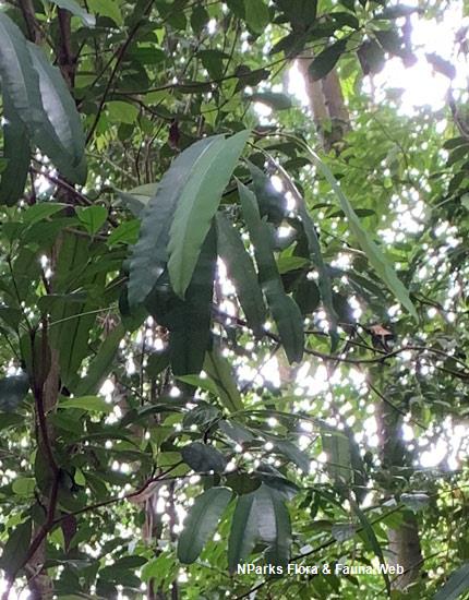 Calophyllum rufigemmatum