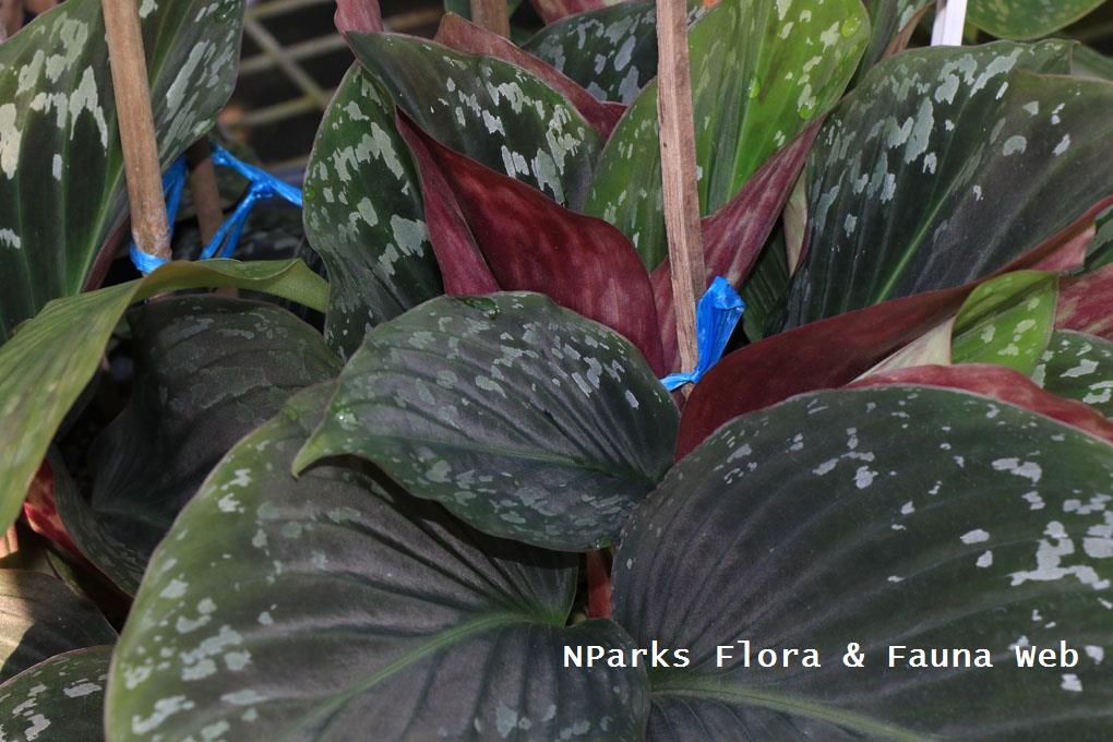 Cornukaempferia aurantiflora