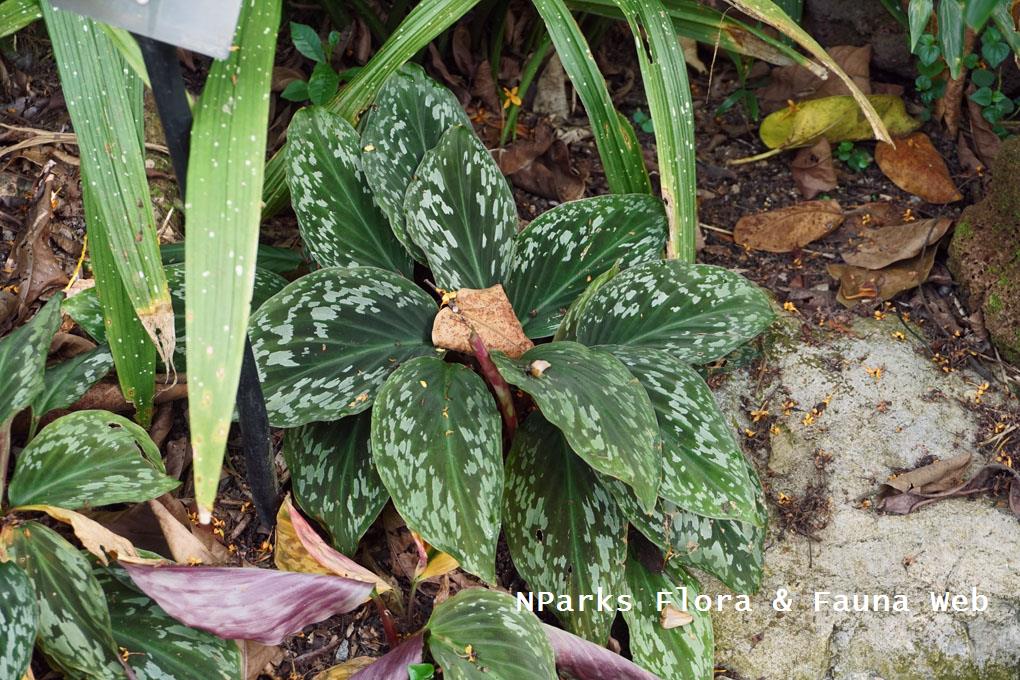 Cornukaempferia aurantiflora