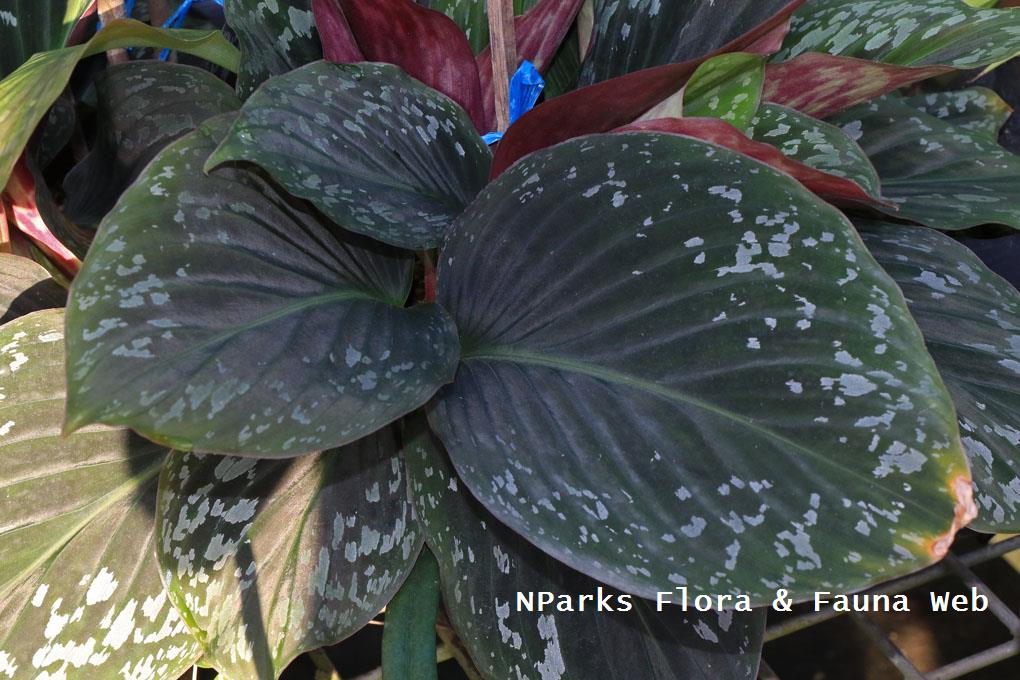 Cornukaempferia aurantiflora