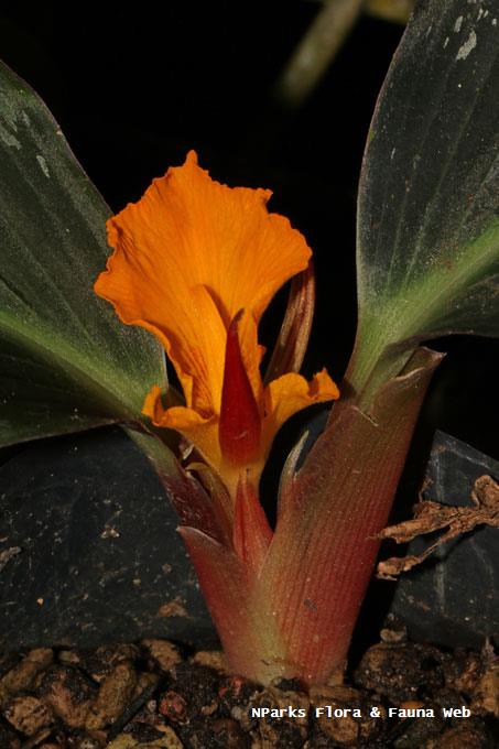 Cornukaempferia aurantiflora_Jessica Teo