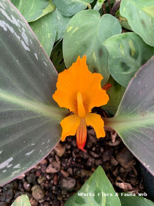 Cornukaempferia aurantiflora_Jessica Teo