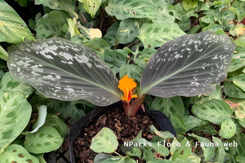 Cornukaempferia aurantiflora_Jessica Teo