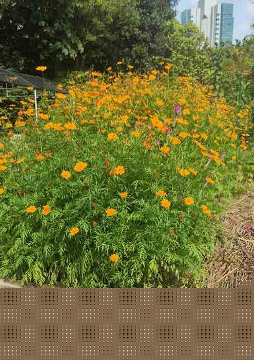 NParks Cosmos sulphureus
