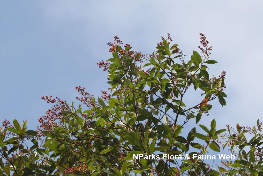 Cratoxylum arborescens_Cerlin Ng