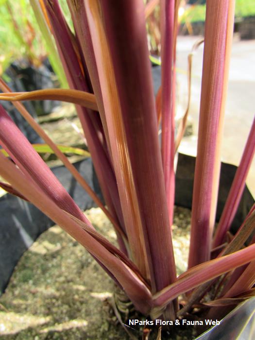 Cymbopogon_nardus_Vicky_Lim_Yen_Ngoh_3