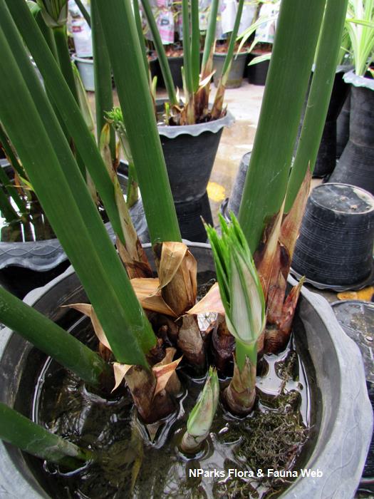 Cyperus_King Tut_Vicky Lim_Yen_Ngoh_1